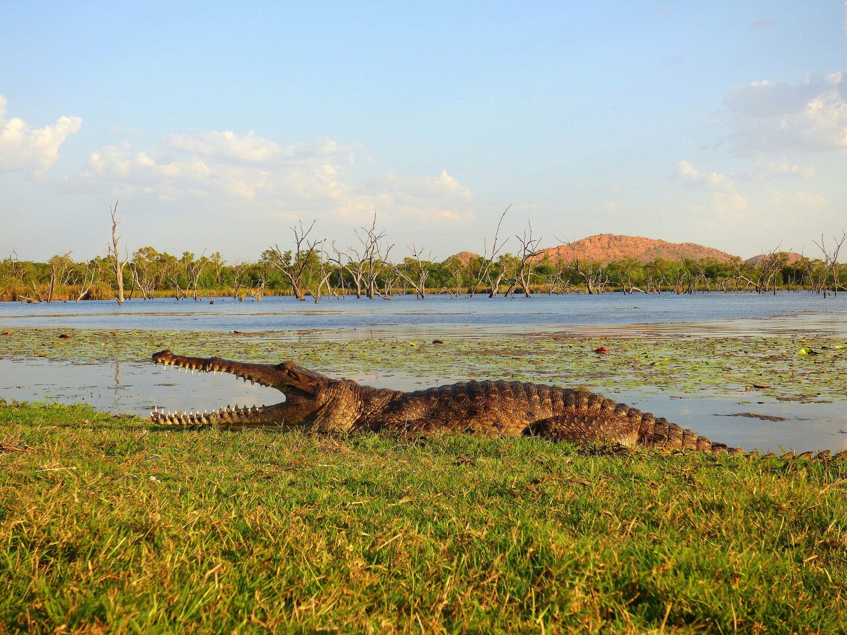 Freshwater Croc at Kimbrerleyland 